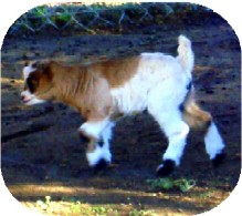 Calypso